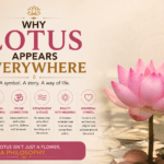 why does lotus appear everywhere